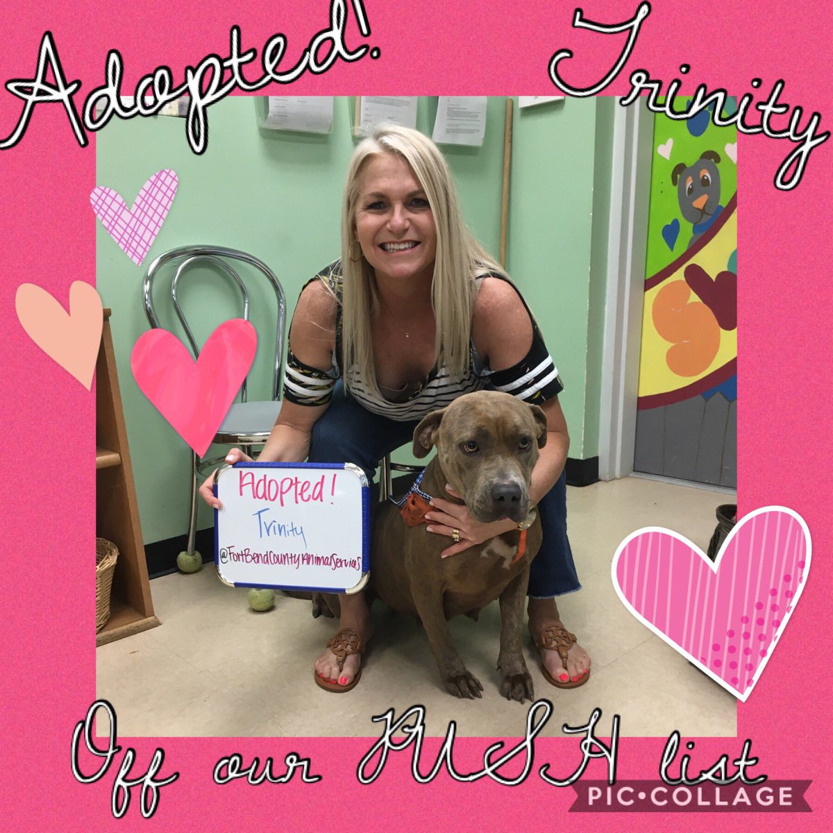 FBCASTX's tweet photo. #Amazing news! Our sweet girl Trinity was just #adopted off the #PUSHlist!!!!! #Thankyou so much for loving her! https://t.co/1hMqheCCIn