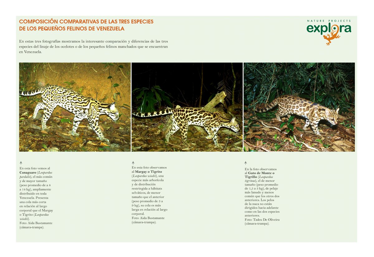 Explora_ABD's tweet image. COMPOSICIÓN COMPARATIVA DE LAS 3 ESPECIES
DE LOS PEQUEÑOS FELINOS DE VENEZUELA
¿Quieres saber más acerca de la diferencia que hay entre las 3 especies de los pequeños felinos manchados de Venezuela? 
Entérate más en nuestra cuenta de IG: @explora_oficial
instagram.com/explora_oficia…
