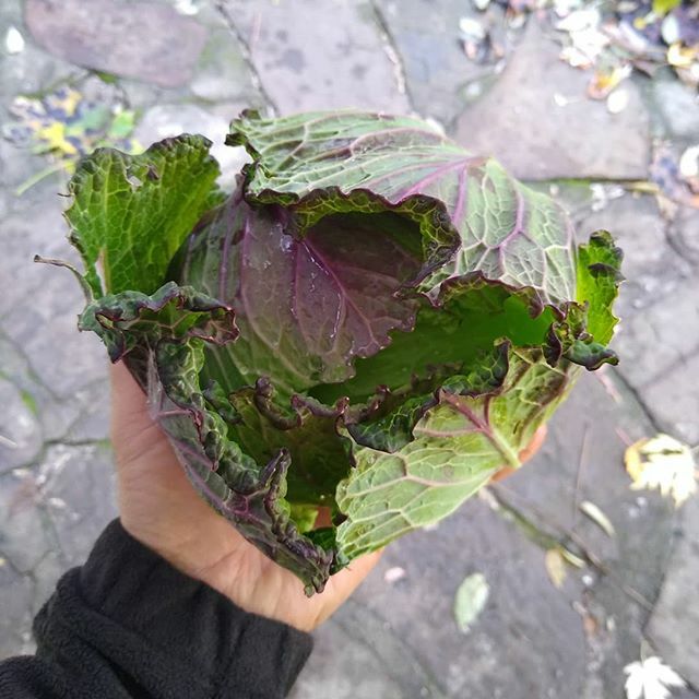 CrookedCuke's tweet photo. And one of the prettier veggies I grow: a savoy cabbage https://t.co/Y84DQSPqN3 https://t.co/lKGXKYeEW7
