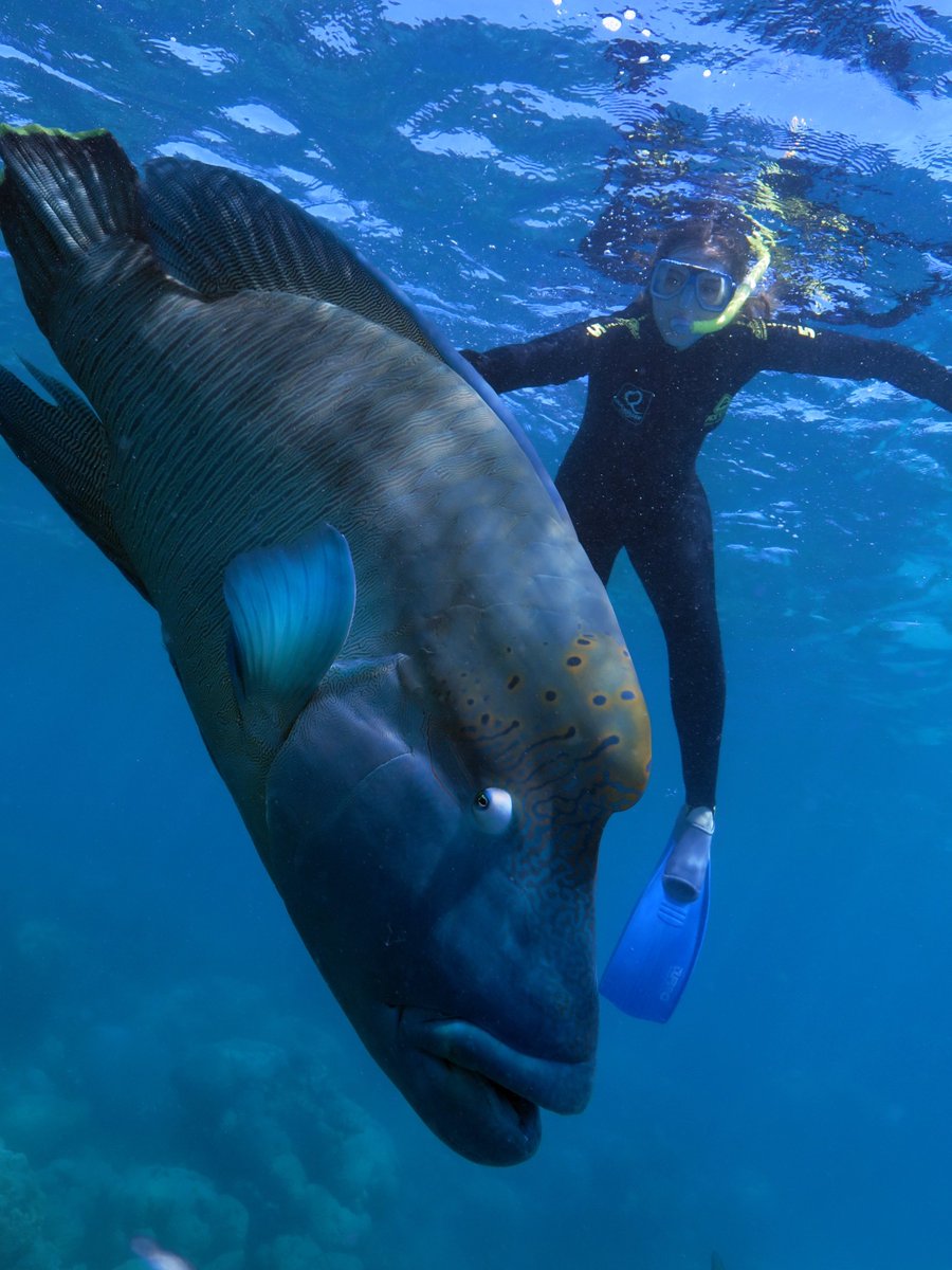 USF_Abroad's tweet photo. Did you know that we have 7 different programs in Australia🐨? You also could experience snorkling with a giant fish 🐟 and learning new things of course 📚 https://t.co/gF0kp1kzjx