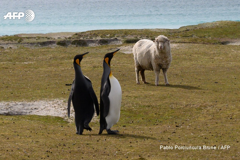 AFP's tweet photo. Falklands banks on penguins to drive nature tourism.

The islands are rich in wildlife, with over 25 species of whales and dolphins, but it is the ability to get up close with penguins that makes it such an enticing destination
https://t.co/ZeJefLt4dX 

📸 Pablo Porciuncula Brune https://t.co/rDQgXtFBOR