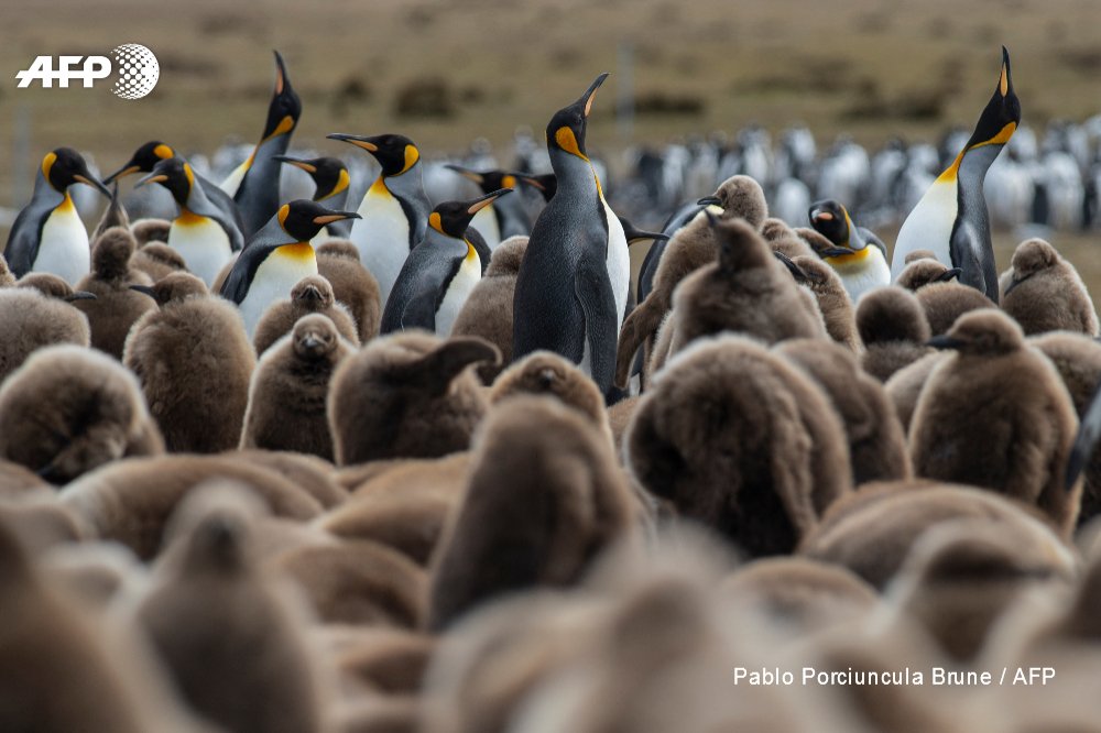 AFP's tweet photo. Falklands banks on penguins to drive nature tourism.

The islands are rich in wildlife, with over 25 species of whales and dolphins, but it is the ability to get up close with penguins that makes it such an enticing destination
https://t.co/ZeJefLt4dX 

📸 Pablo Porciuncula Brune https://t.co/rDQgXtFBOR