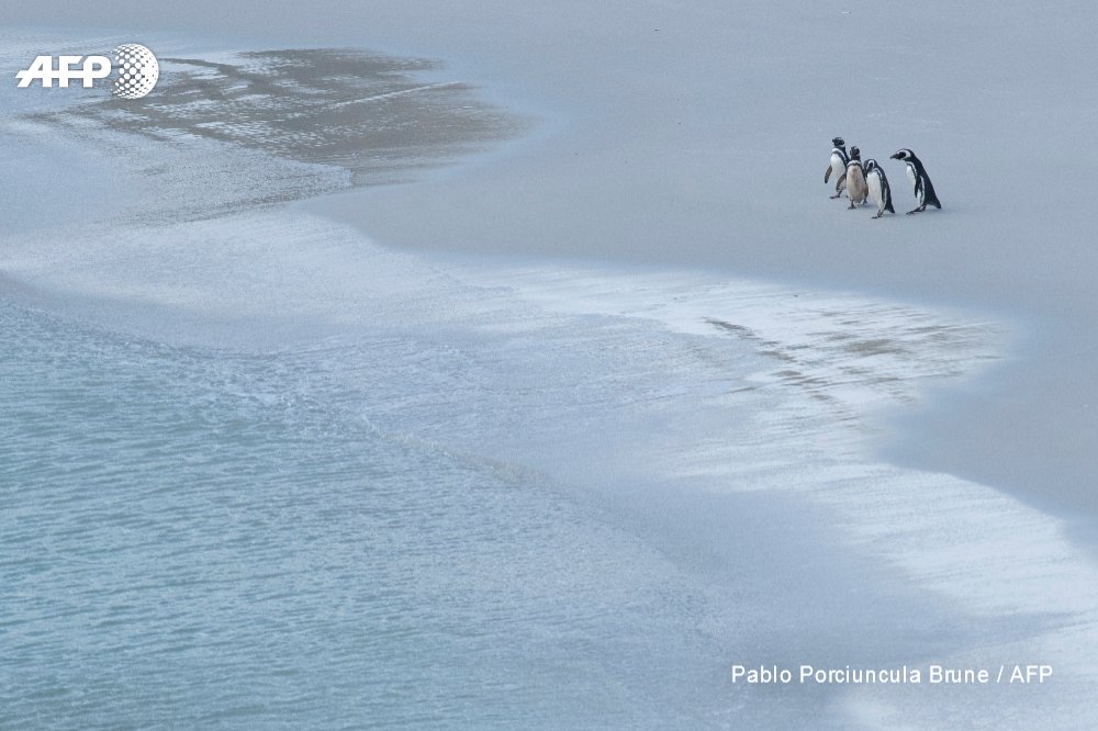 AFP's tweet photo. Falklands banks on penguins to drive nature tourism.

The islands are rich in wildlife, with over 25 species of whales and dolphins, but it is the ability to get up close with penguins that makes it such an enticing destination
https://t.co/ZeJefLt4dX 

📸 Pablo Porciuncula Brune https://t.co/rDQgXtFBOR