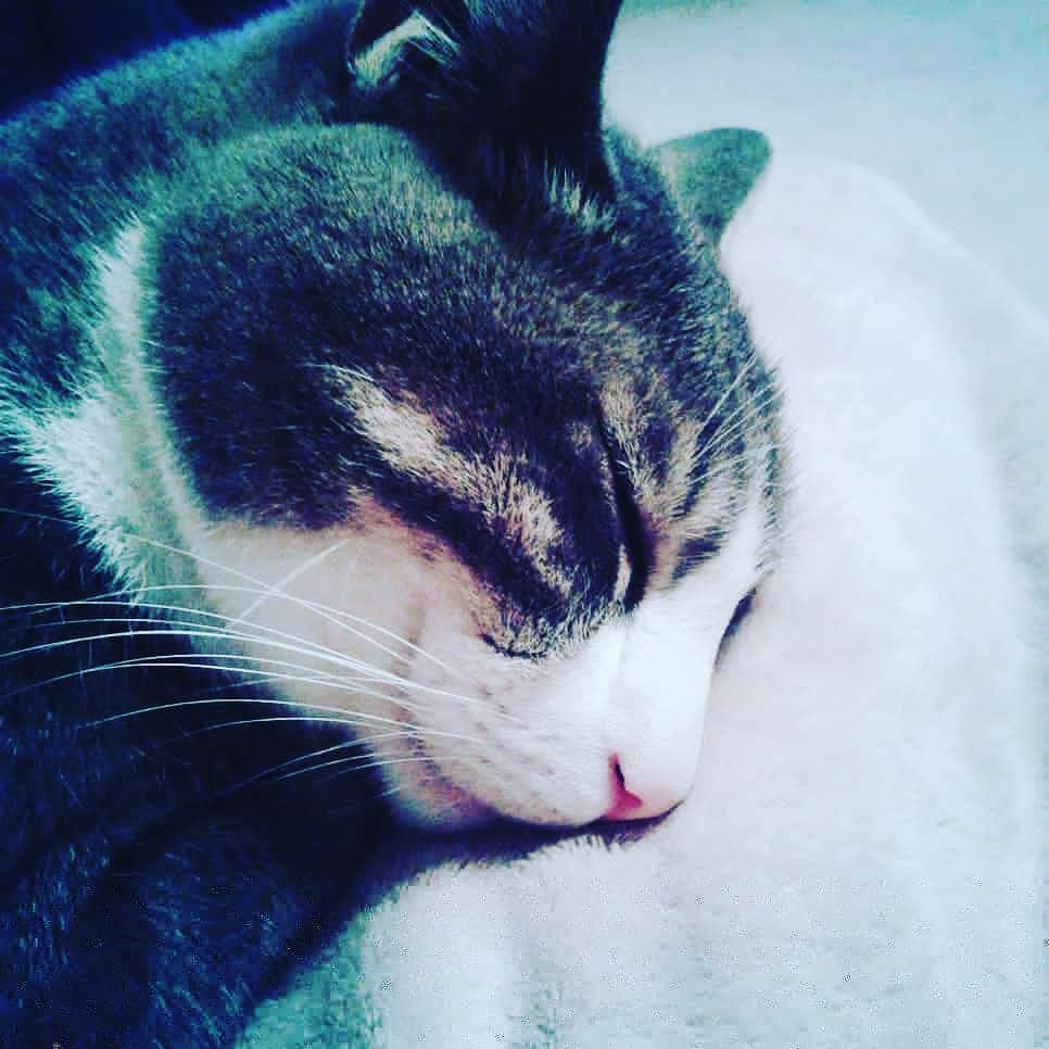 StephenFoutes's tweet image. Tyler is worn out at the end of #nationalcatday.
