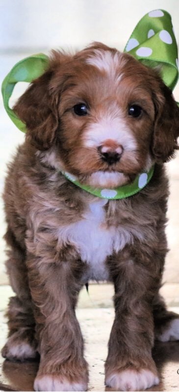 Meet 'Paddington Boricua', the newest member of our family. 
He's an Austrailian labradoodle. We brought him home today, & already adore him. 
Potty training may get the best of us, but here we go! 💙💙💙