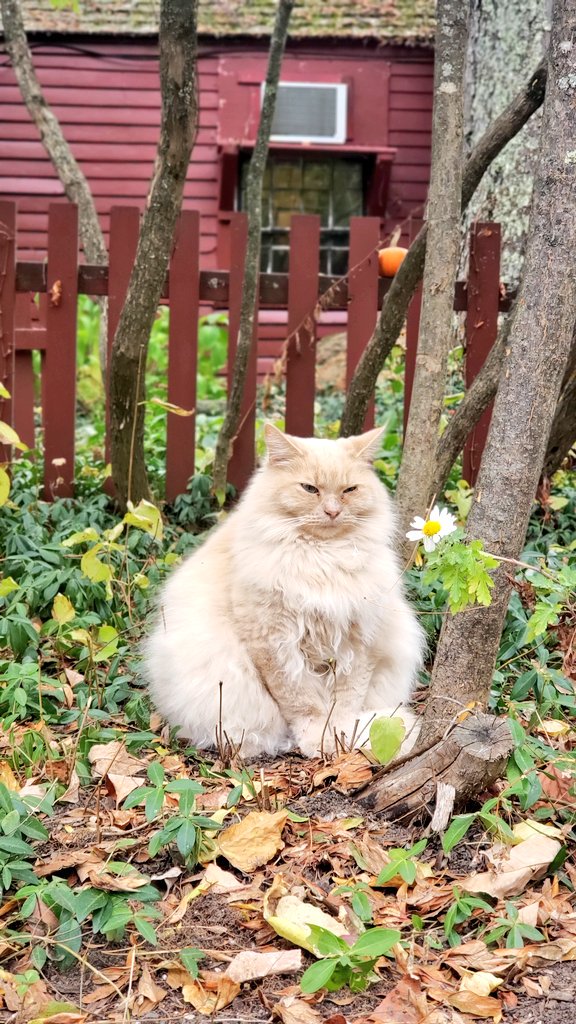 ARealGirlReview's tweet photo. #NationalCatDay
I took this picture of this adorable fat cat at #PicketyPlace in #newhampshire earlier this month, he is the ultimate image of living the good life😂
Literally made me smile. https://t.co/IflRmBTK1i