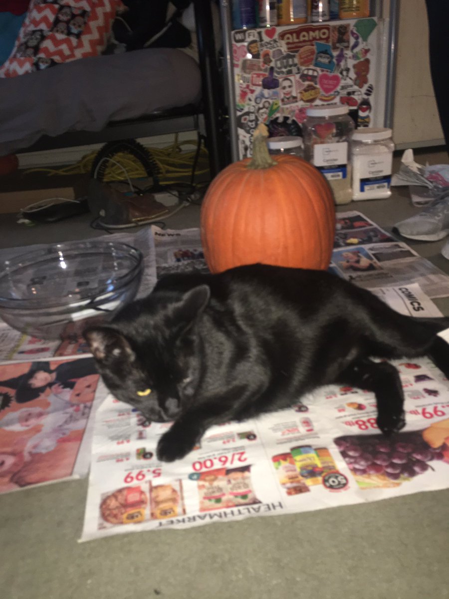 _k_mua_k_'s tweet photo. DAY 28 of #30DOL is my cat...and a pumpkin. A bitchβs skin needs to breathe!!!! https://t.co/niHHrQToO3