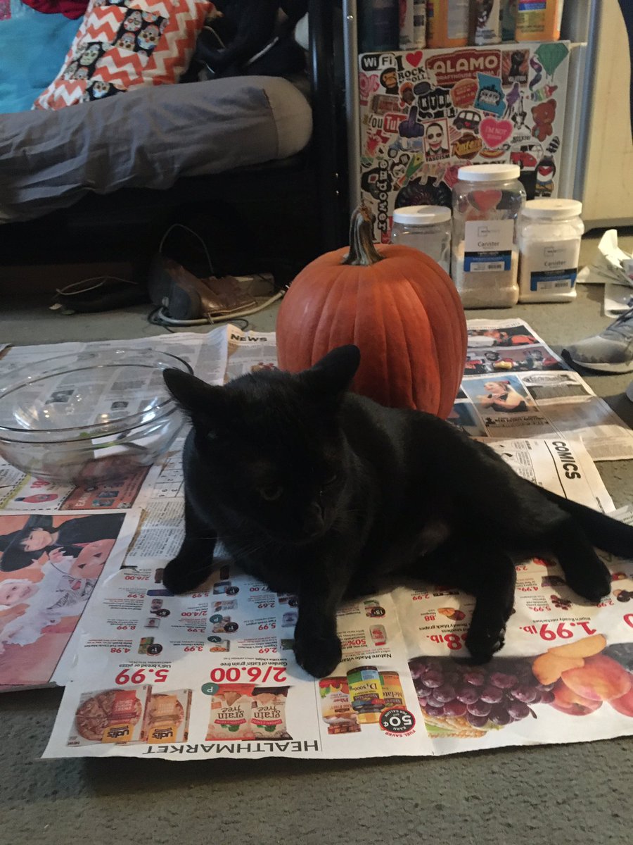 _k_mua_k_'s tweet photo. DAY 28 of #30DOL is my cat...and a pumpkin. A bitchβs skin needs to breathe!!!! https://t.co/niHHrQToO3
