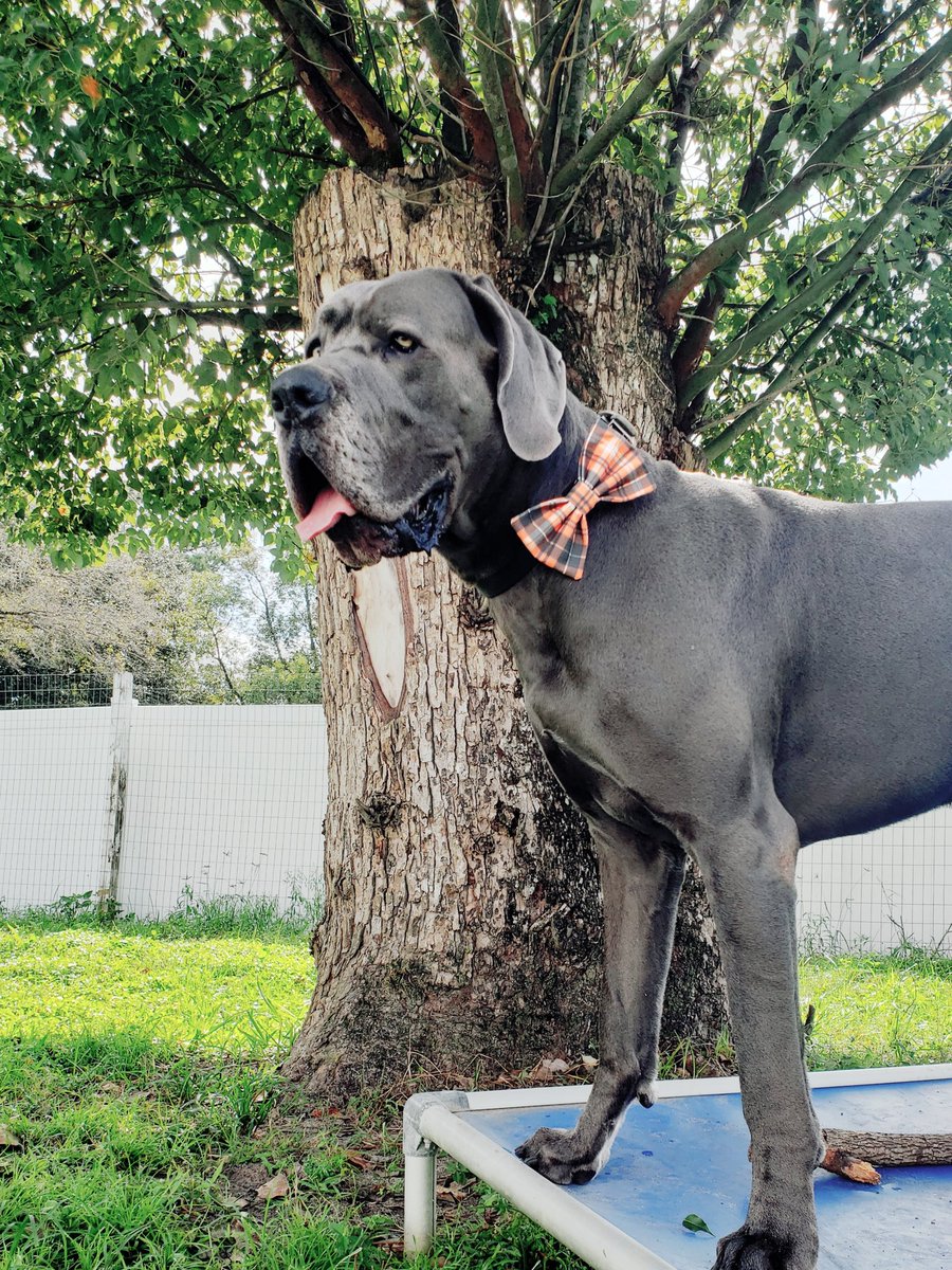 FergusGreatDane's tweet photo. Black cats prowl & pumpkins gleam,
it's 2 more days to Halloween. ๐๐ป๐๐งโโ๏ธ๐ฆ #plaidforfall
#madforplaid #halloween
Halloween plaid bow tie from @pawsupforbows pawfect for Halloween & Fall ๐งก๐ค๐งก - use discount code FERGUS15 for extra savings ๐๐๐งก๐พ #pawsupforbows https://t.co/0t2Rx1hJxN