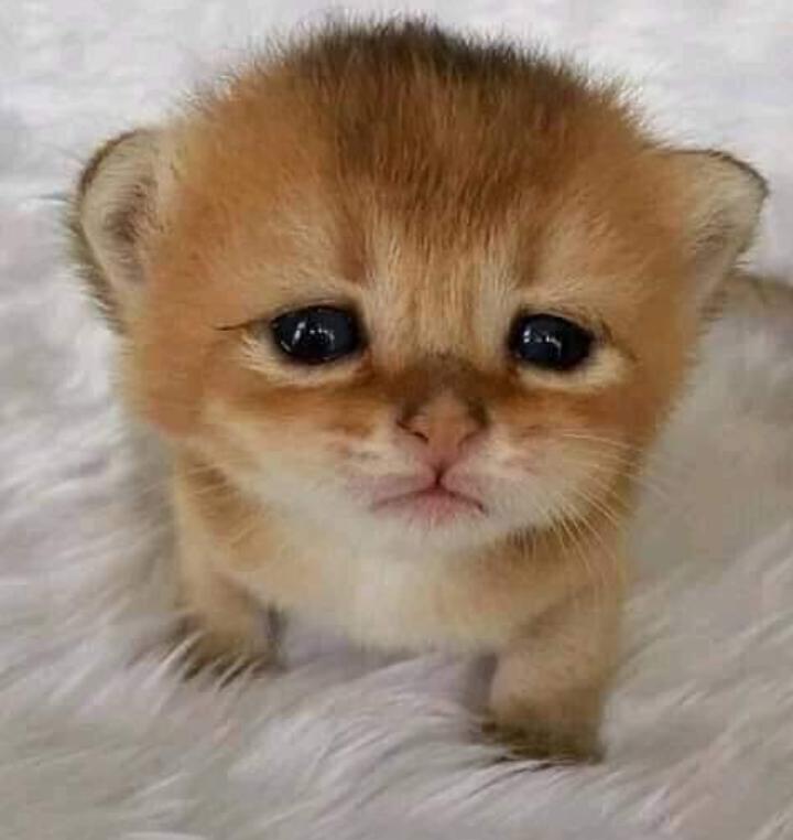 leidysaldab's tweet photo. When they ask me, how did go with Printf? #printfisfun @HolbertonCOL ๐ #spookyChecker https://t.co/dn5pxmBNv7