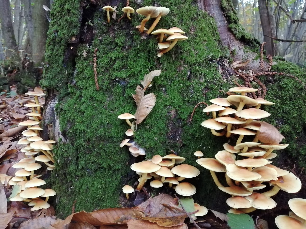 KimThompsett's tweet photo. Mushrooms are happening, that's what... https://t.co/3OP4VsBfh0