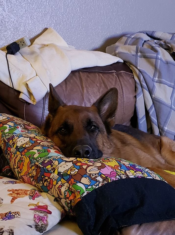 JenDorris's tweet photo. #DeclassifiedDog Ser Renly, Second of His Name, First of His Couch https://t.co/doMvhta4Nc