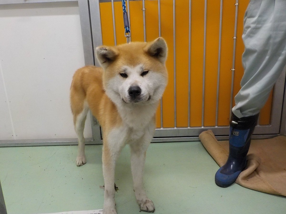 Japanesemichael Jackson Pa Twitter 青森県動物愛護センター 迷子犬 性別 男 年齢推定 若 中齡 犬種 秋田犬 体格 大 毛色 茶白 保護月日場所 10 29 弘前市小友 首輪なし 迷子犬 里親急募 青森県 弘前市小友 秋田犬 保健所 犬 大型犬 Japanesemichael Jackson Pa Twitter 青森県動物愛護センター 迷子犬 性別 男 年齢推定 若 中齡 犬種 秋田犬 体格 大 毛色 茶白 保護月日場所 10 29 弘前市小友 首輪なし 迷子犬 里親急募 青森県 弘前市小友 秋田犬 保健所 犬 大型犬