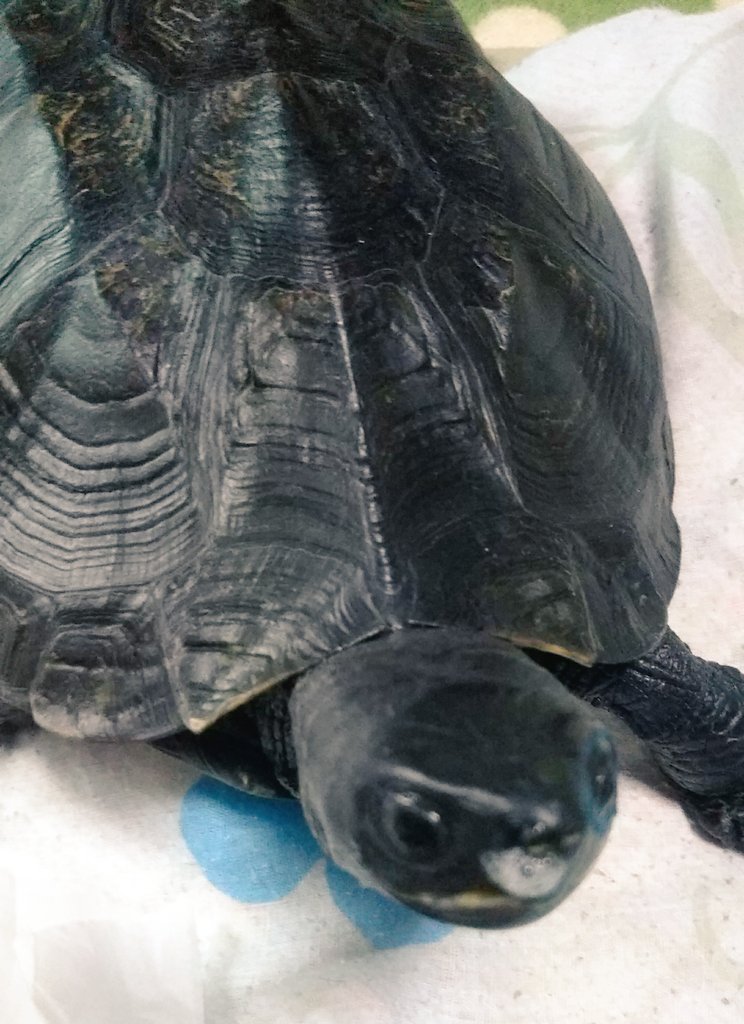 たかちー בטוויטר 閲覧注意 鼻水です クサガメ くさがめ 亀 爬虫類 ペット ノゲイラ通称ノゲさん たかちー בטוויטר 閲覧注意 鼻水です クサガメ くさがめ 亀 爬虫類 ペット ノゲイラ通称ノゲさん