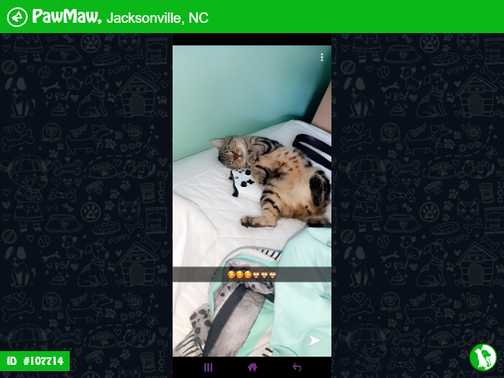 PawMawOfficial's tweet photo. POST UPDATE - "PET REUNITED"
We are very happy that MARYJANE reached home safe & sound.
Have you Lost or found a pet? Report it here:
https://t.co/k1E5KPdhSv
#PawMawAlert
#LostPet #LostCat
#LostCatsOfInstagram https://t.co/dDkoFxDvyo