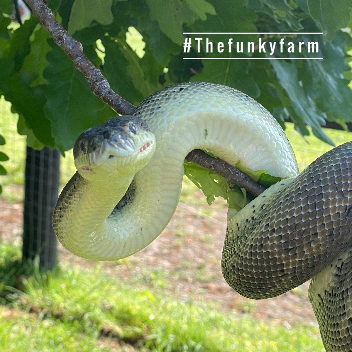 TheFunkyFarm's tweet photo. Pic of the day 📸 #snake #python #sun #reptile #loveyoursnake #loveyourreptiles #slitherysnake #wherewouldyouratherbe #thefunkyfarm #Boutiquezoo #zoo #farm #zoolife #havethebestdayever #conservation #animalsoftwitter https://t.co/t3buMJHav0