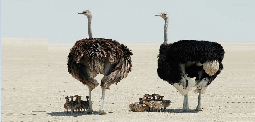 worldbirds32's tweet photo. The shadow of your mother! https://t.co/4Ow2gdQ0Mo