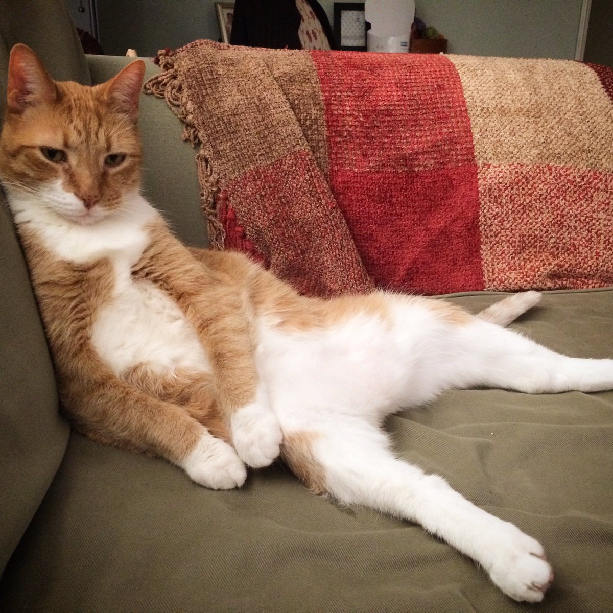 Happy #NationalCatDay, or if you prefer, #nationalcatday2019. This is Ozzie, and he'd love it if you could find the remote. Also, if you're going to the kitchen anyway, another beer would be nice.