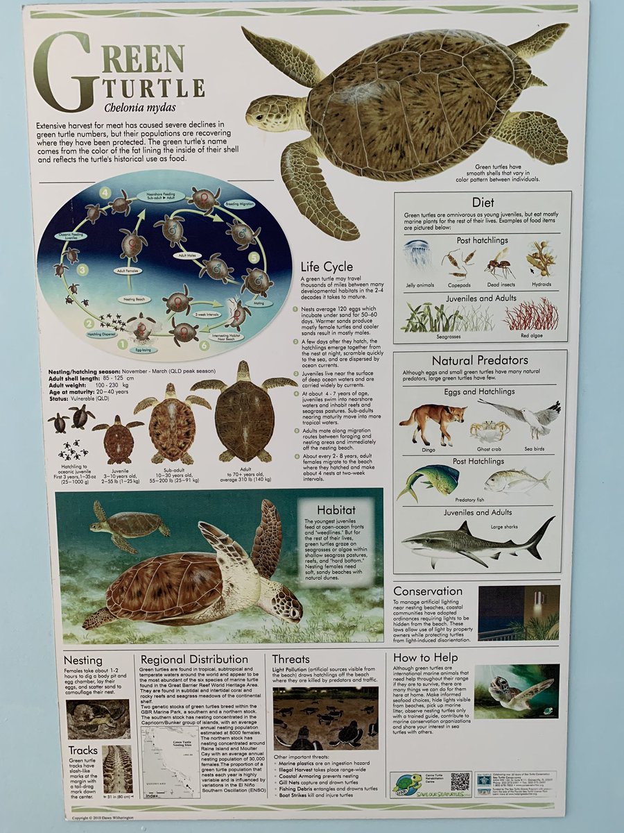 Hearing Massive bias towards “female” green turtle baby’s over the last 20 years.... climate change related  #coastalconference #marinenrm @OceanWatch_OZ #turtle #scienceresearch