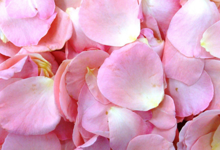 redinnovagro's tweet photo. Estudian el potencial #bioactivo de los #pétalos de #rosas por @intaargentina https://t.co/rkeoPri1oR https://t.co/MIR9d0GrWo