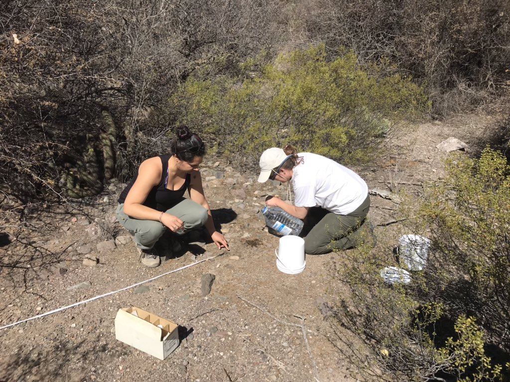 DrylandAlgae's tweet photo. #Biocostras Day 2 report: cover measurements - check; respiration collars installed - check check; stability measurements started - yep; meiofauna explored - heck yes. #NMSUaces https://t.co/KXWn4PNfzo