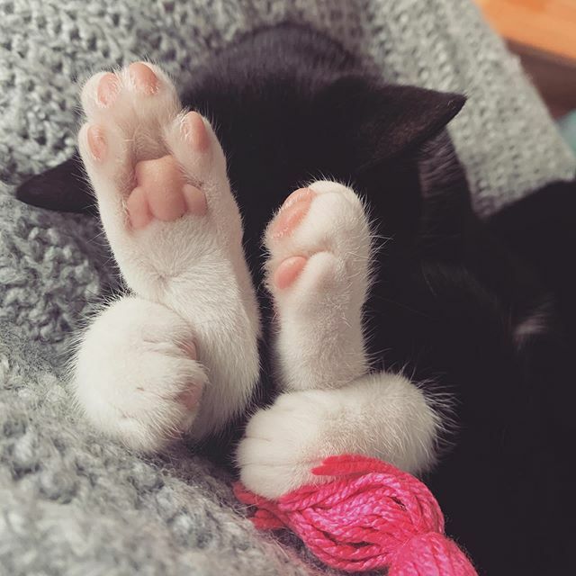 TwoVerySerious's tweet photo. On Monday @elenabjxrn wasn’t particularly well, so Ralph kept her company in this rather odd position.

#kitten #cat #tuxedocat #blackandwhitekitten #sleepingkitten https://t.co/8VplkYcEmy https://t.co/TtirkeQLmw