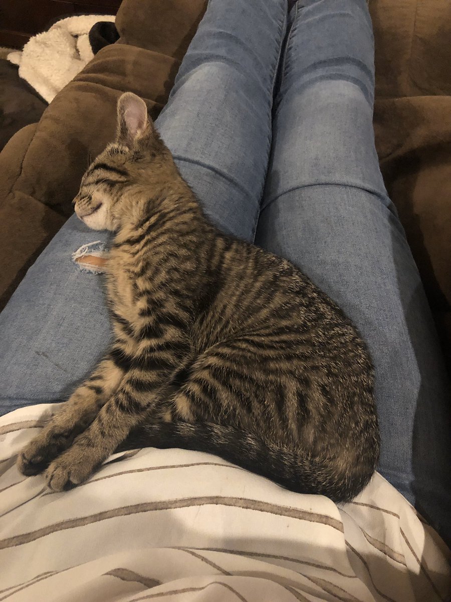 Happy #NationalCatDay from this little comfy chic!