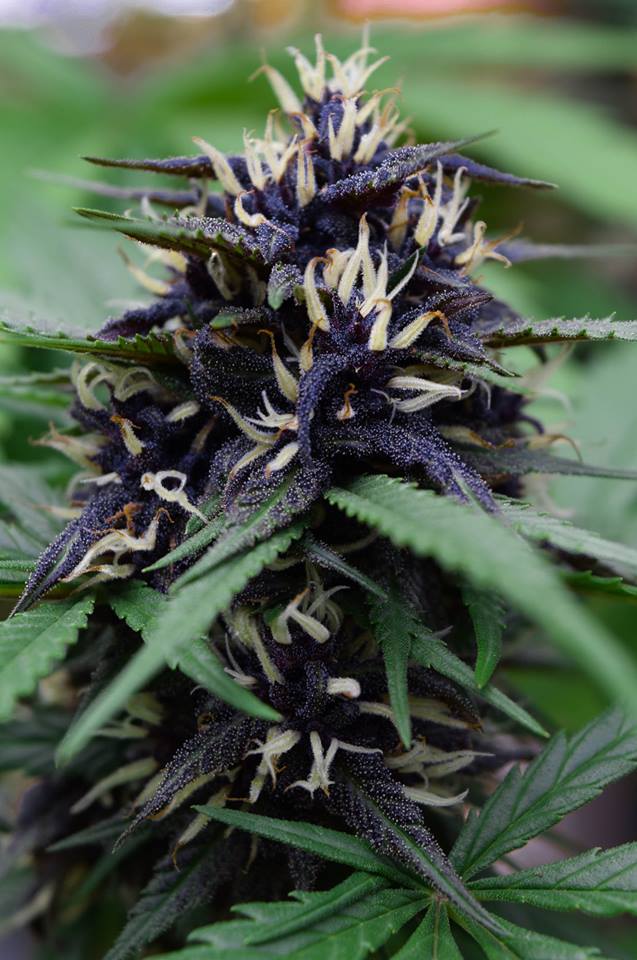 MariguanaMexico's tweet photo. Para celebrar el Día de Muertos https://t.co/SE8CY2pCTc
