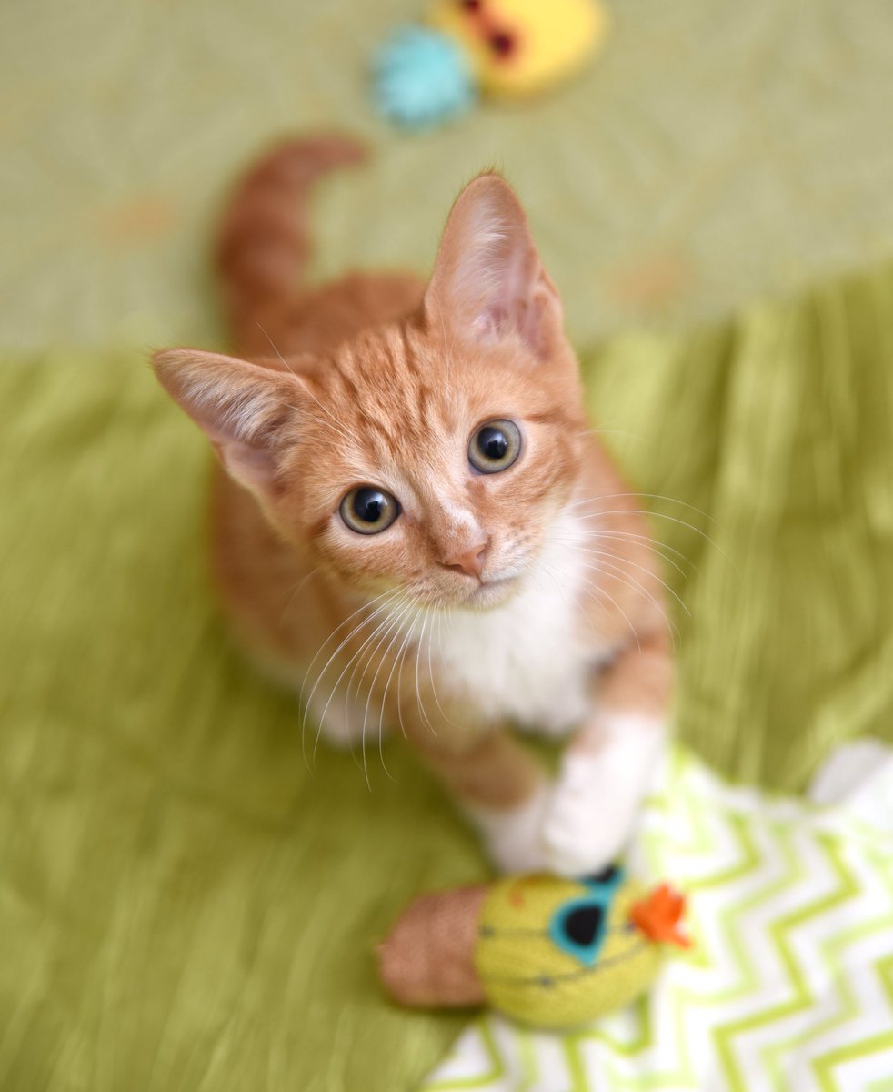 PetPlacement's tweet photo. Happy #NationalCatDay! #cats #CatsOfTwitter #cat #gingercat #sheltercat #kitten #kittens https://t.co/lquTcRbipt