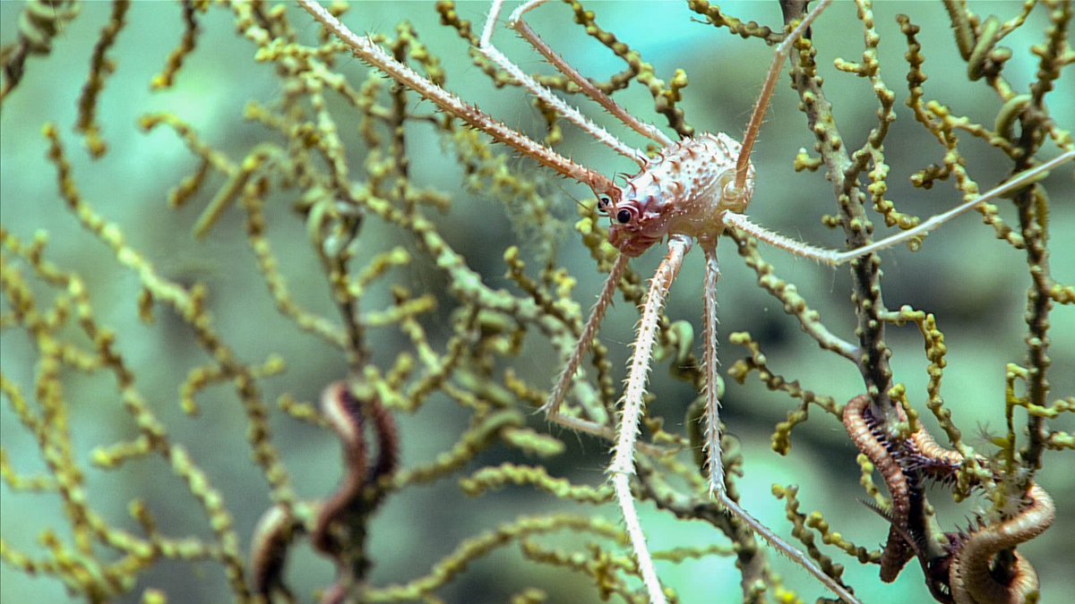 Gorogonian octocoral (Paramuricea sp.) with associated squat lobster (Gastroptychus sp.) and brittle star.
Specific species of squat lobsters and brittle stars are often associated with specific species of coral!
📷NOAA
#deepsea #MarineLife #corals #brittlestar #squatlobster