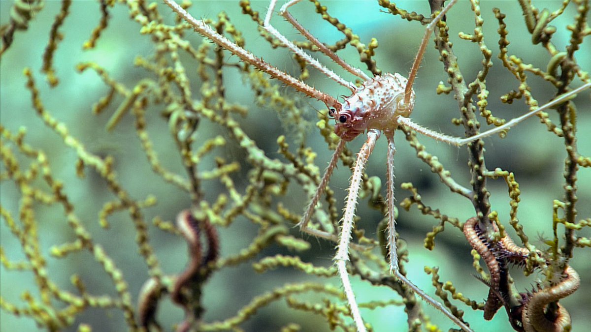 Gorogonian octocoral (Paramuricea sp.) with associated squat lobster (Gastroptychus sp.) and brittle star. Specific species of squat lobsters and brittle stars are often associated with specific species of coral! 📷NOAA #deepsea #MarineLife #corals #brittlestar #squatlobster