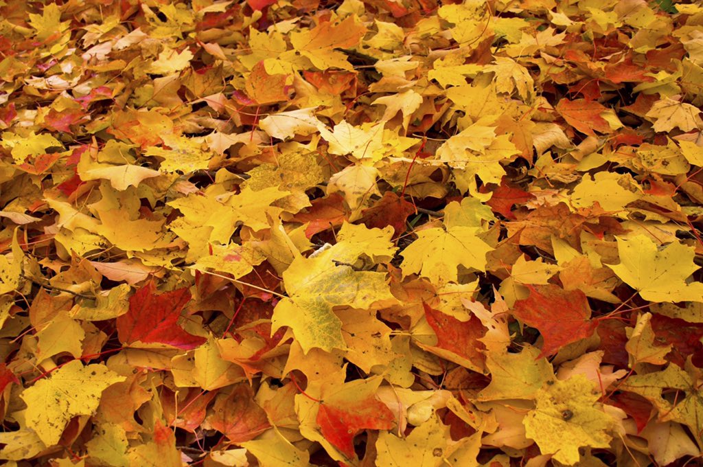 L’heure du conte! (French Friday) J’ai hâte de vous voir à la bibliothèque de Kemptville à 10h. 🥰 Voici un petit indice du bricolage qui vous attend.  <a href="/acnotredame/">Académie catholique Notre-Dame</a>