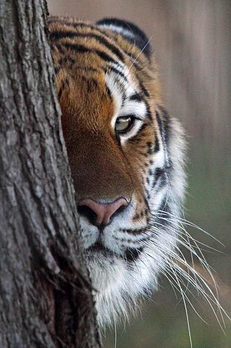 告白出来ないまま好きな子をずっと遠くから眺め？好きな子が知らない誰かと歩いていたのを見たトラwww