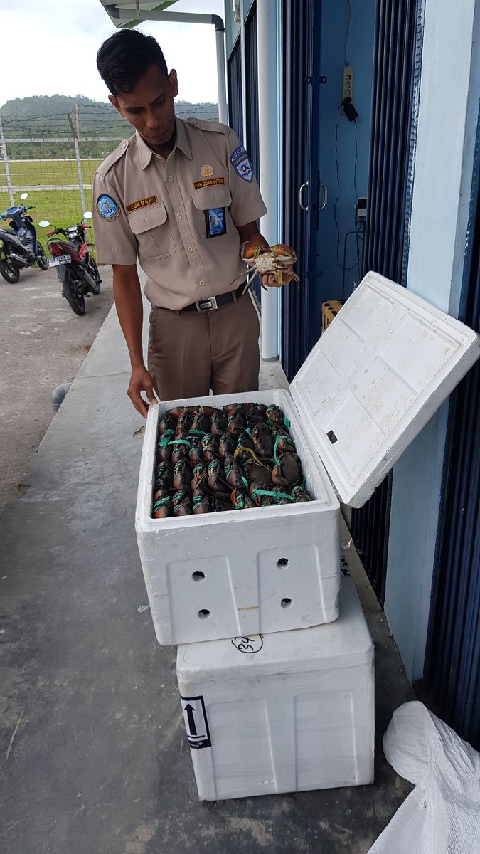 WilkerBiak's tweet photo. Pemeriksaan Media Pembawa Kepiting Bakau 460 ekor 7 Box milik Robi Maniil Biak tujuan Ahwa Jakarta 
@BKIPMJayapura @HumasBKIPM @BKIPMJakartaI https://t.co/0qWgHihXrJ