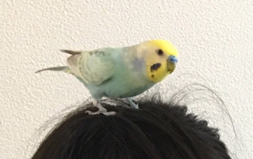chii_k189's tweet photo. [拡散希望]
2019年10月28日(月)
#セキセイインコ (リモくん)が山梨県甲斐市下今井の自宅から居なくなり #探しています。どんな些細な情報でも構いませんので、ご連絡ください。

#インコ #鳥 #迷子鳥 #インコ迷子 #インコ保護 #山梨県 #甲斐市 #甲斐市 #拡散���望 https://t.co/InCUGd58yy