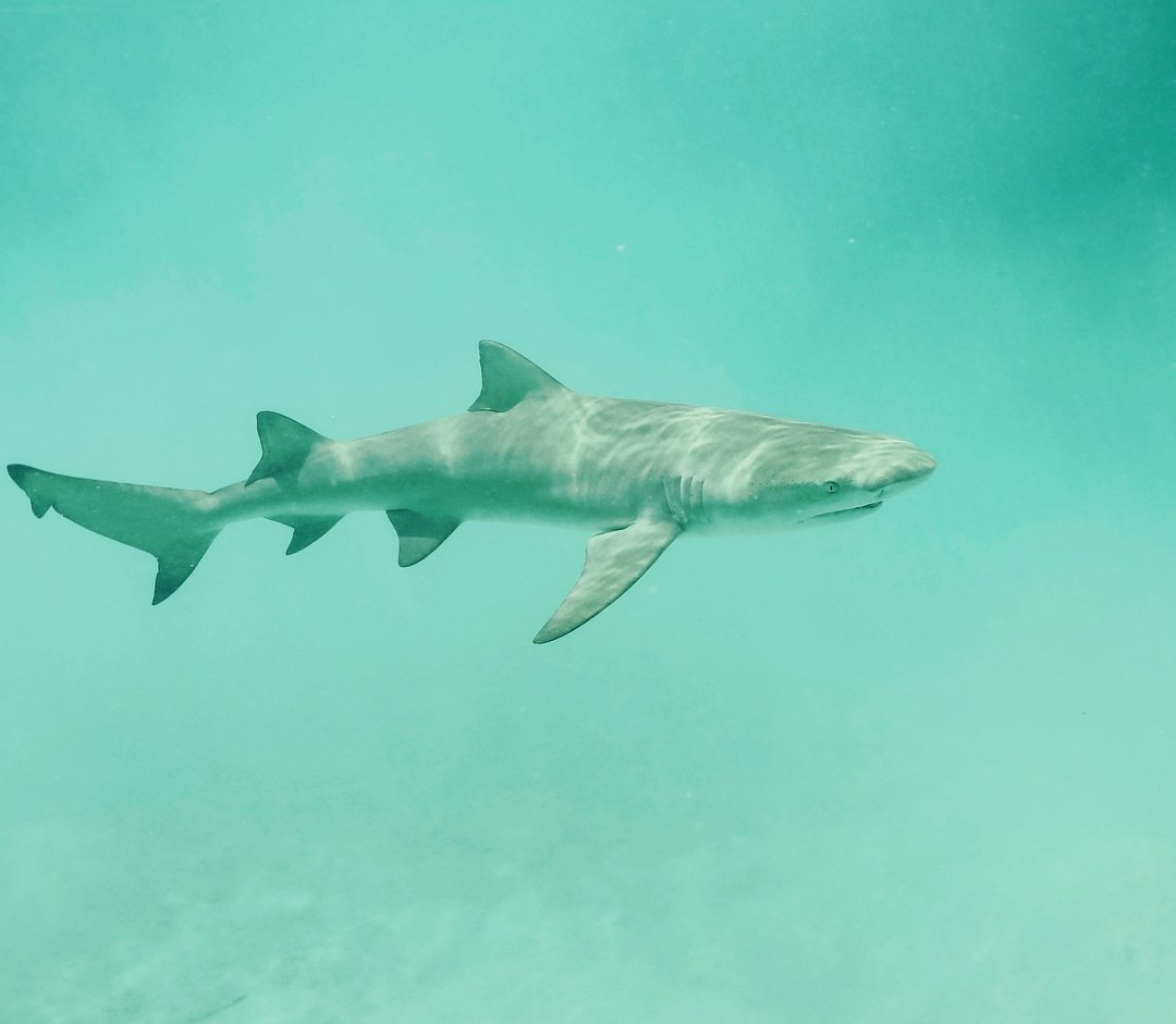 El Cayo Tortuga Verde es una duna en las Bahamas.​ Se encuentra en el grupo de las 'Islas Ábaco afuera' y posee 3 millas de largo y un ancho de 1/2 milla. Debe su nombre a la abundancia de tortugas verdes que habitan la zona.  #Bahamas #GreenturtleCay #VivolaexperienciaBahamas