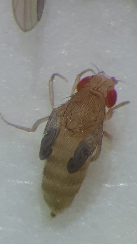 HelenJoanRushby's tweet photo. Freshly emerged fruit fly #wokeuplikethis #biology #fruitfly #drosophila #science #MirthLab https://t.co/dTAb6TQNmV