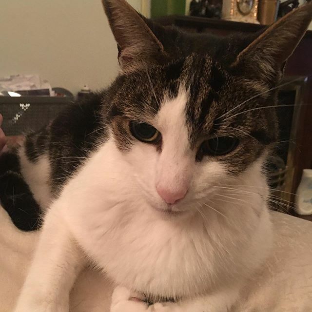 drunkyfist's tweet photo. My old pal Kato. He’s looking great for such an senior pussycat. Love him to bits #cat #cats #catsofinstagram #seniorpussycat https://t.co/dRGnG4qU5r https://t.co/5iXO4nOG4T