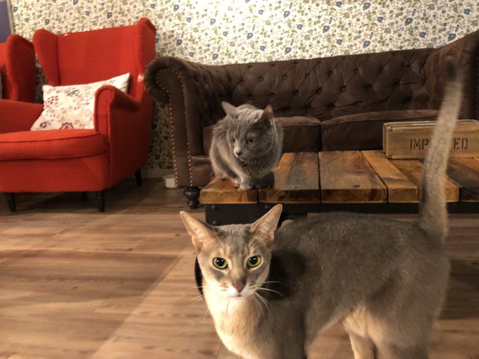 浅草で行きたい 人気の猫カフェ アニマルカフェ Pathee パシー