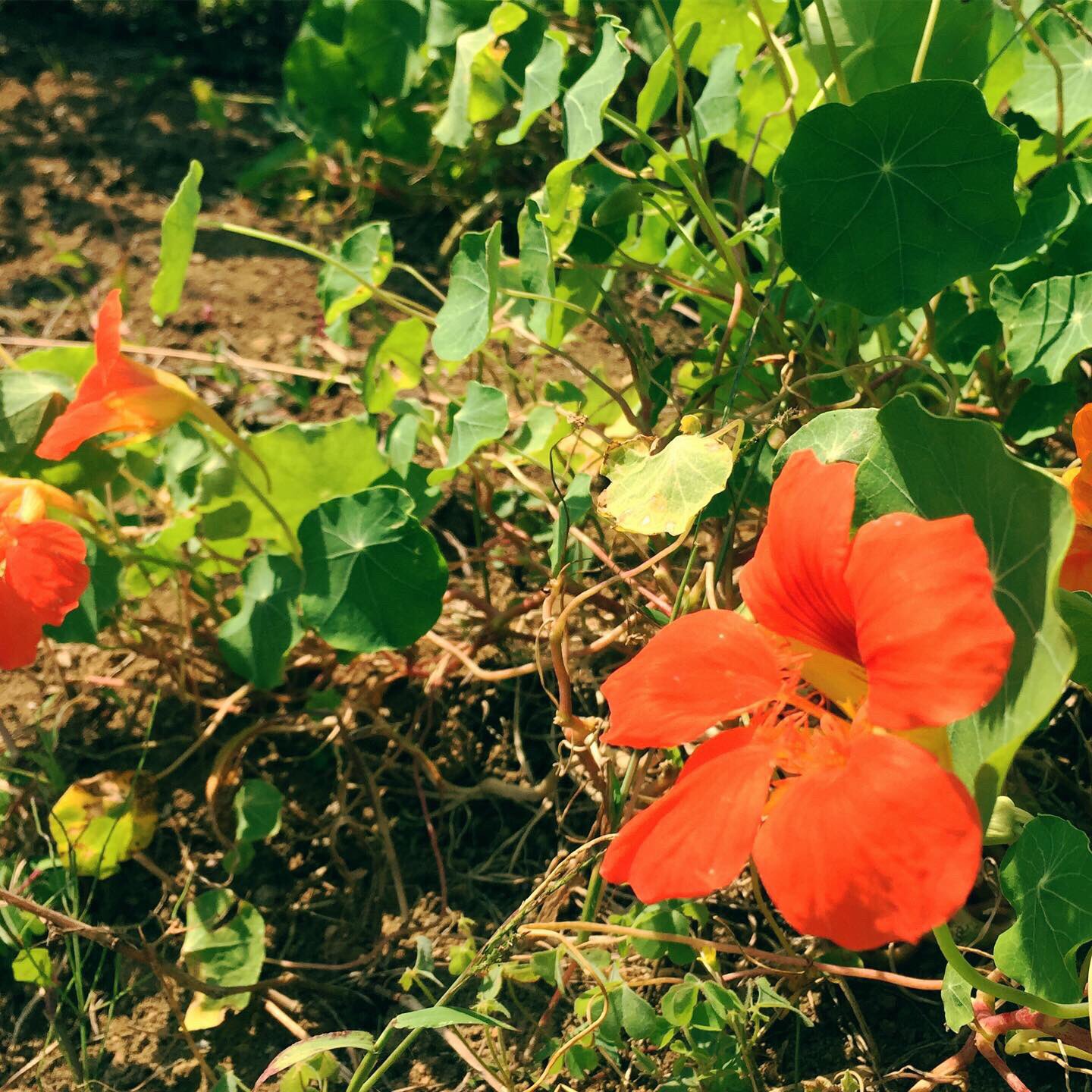 山のふもと 種から育てたナスタチウム 秋になり花も葉も色濃く大きくなりました ピリッとマスタードみたいな葉っぱの食べ方はサンドイッチやサラダが定番 生春巻きにするのも好きです 畑 ハーブ ナスタチウム 金蓮花 ノウゼンハレン エディブル