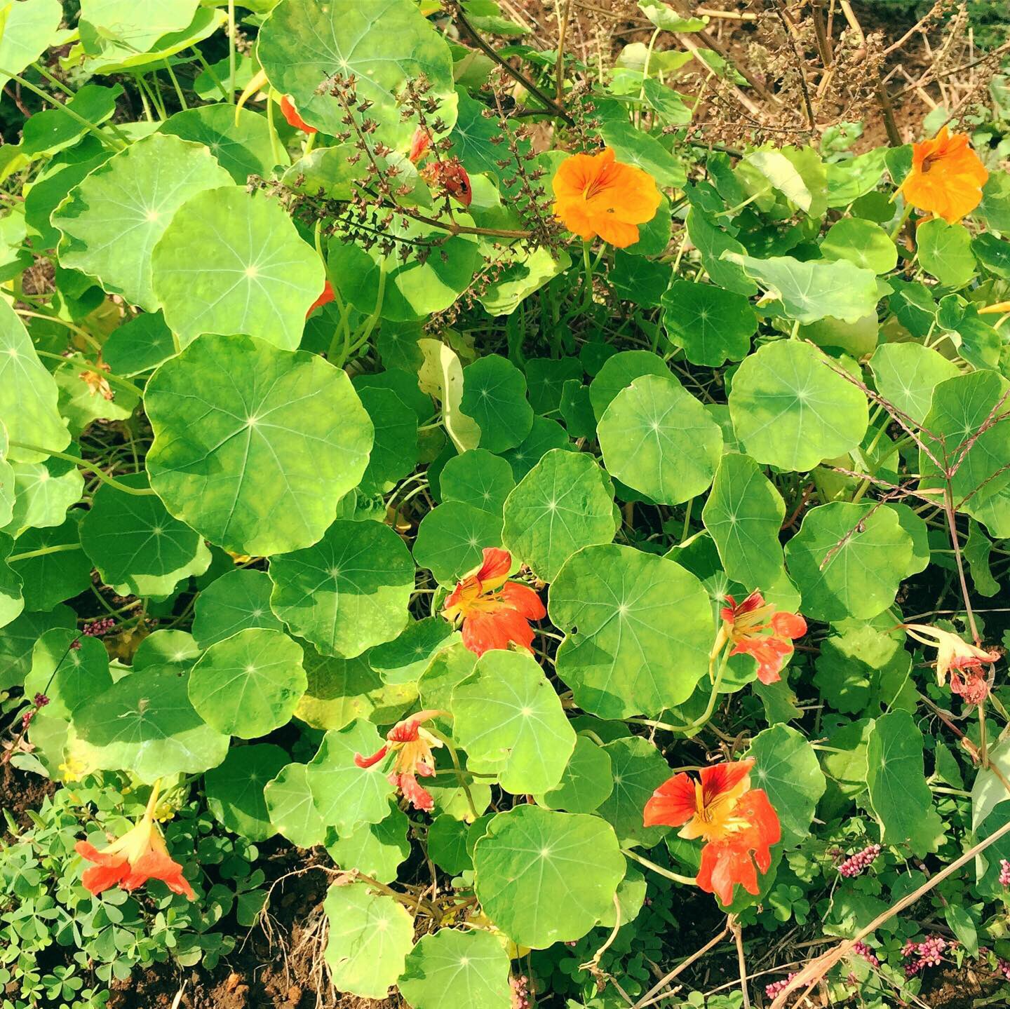 山のふもと 種から育てたナスタチウム 秋になり花も葉も色濃く大きくなりました ピリッとマスタードみたいな葉っぱの食べ方はサンドイッチやサラダが定番 生春巻きにするのも好きです 畑 ハーブ ナスタチウム 金蓮花 ノウゼンハレン エディブル