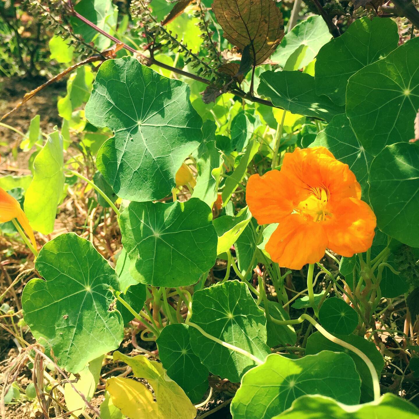 山のふもと 種から育てたナスタチウム 秋になり花も葉も色濃く大きくなりました ピリッとマスタードみたいな葉っぱの食べ方はサンドイッチやサラダが定番 生春巻きにするのも好きです 畑 ハーブ ナスタチウム 金蓮花 ノウゼンハレン エディブル