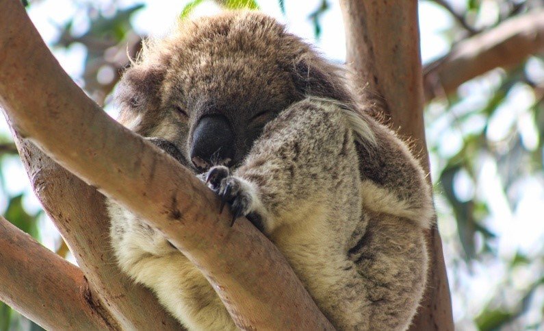 Wildlife_Tours's tweet photo. It's Joey season on the Great Ocean Road!
Take a leaf out of this #koalas book and sneak in a cheeky office nap. 

#seeaustralia #wildlife #australia #visitgreatoceanroad #visitvictoria #greatoceanroadtour

book online on our website 👉 https://t.co/xFoEhjUadF https://t.co/BM7B5UJP2k