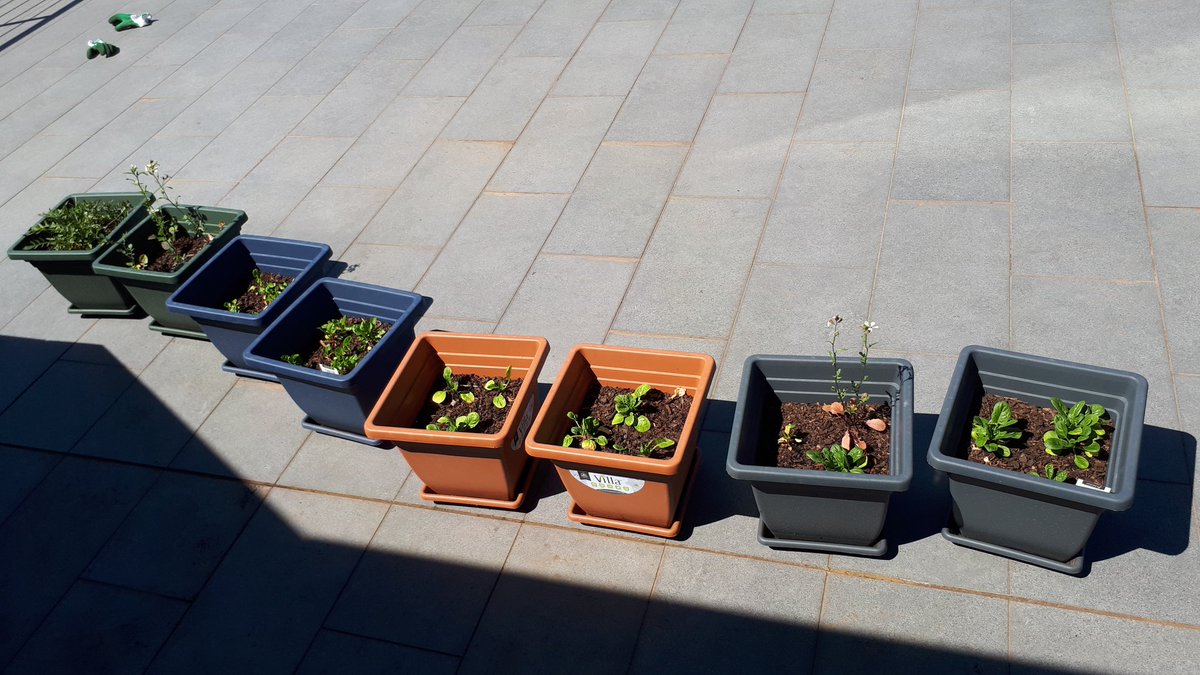 Nh3Solar's tweet photo. Getting some morning sun!
#sustainablefertiliser #philanthropy #greenfrugalgreens https://t.co/rK5zAUGmxu