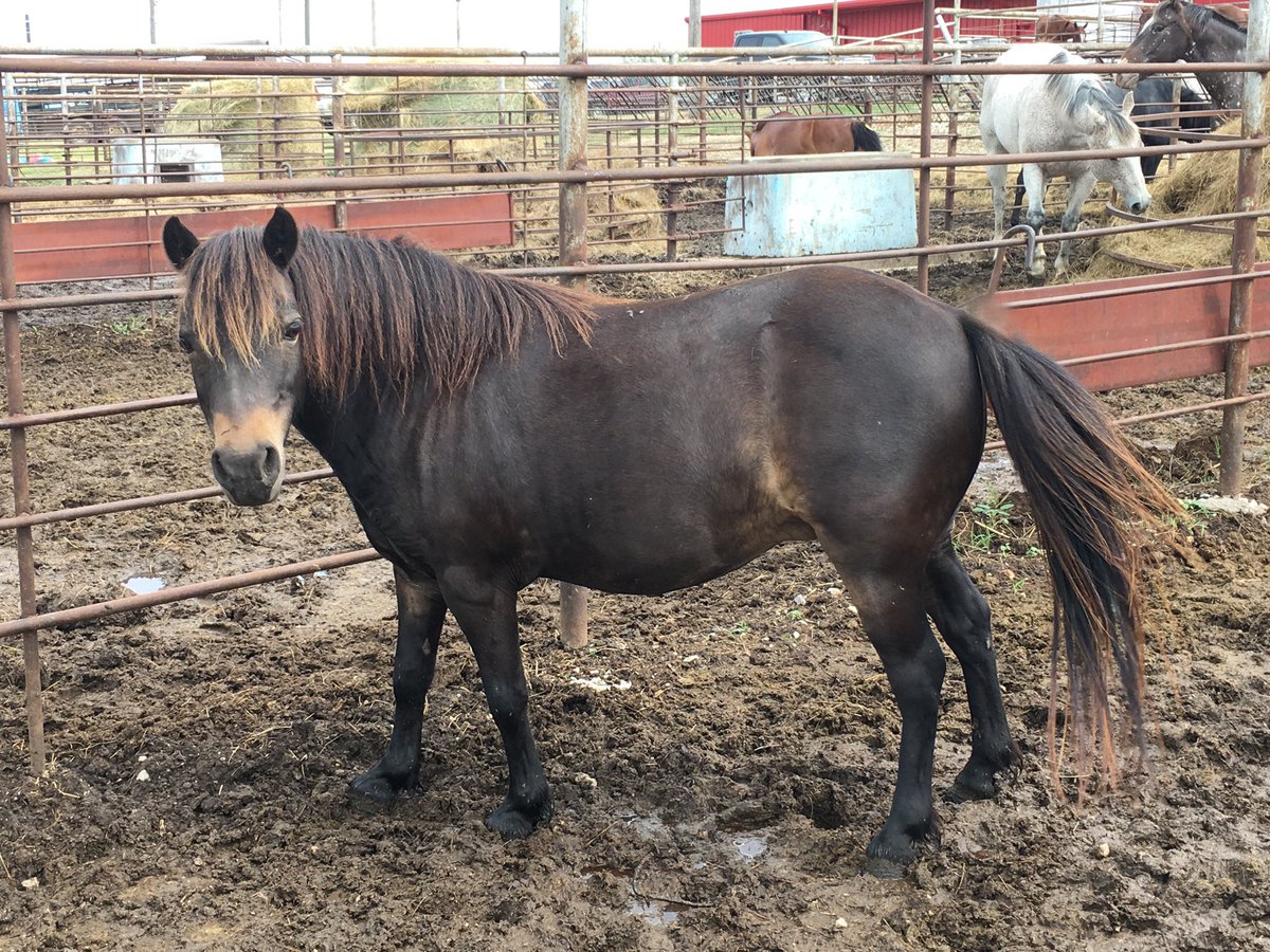 DoubleBRanch4's tweet photo. Two ponies for sale. Pick one or will make package deal. https://t.co/HzKNRogbsf #pony #ponies #ponyforsale #poniesforsale #doublebranch #doublebranchponies #leopardappaloosa #WCMHR https://t.co/5k141ONif2