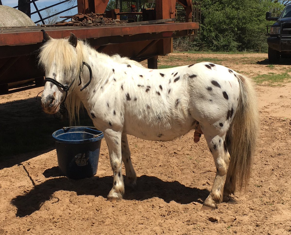 DoubleBRanch4's tweet photo. Two ponies for sale. Pick one or will make package deal. https://t.co/HzKNRogbsf #pony #ponies #ponyforsale #poniesforsale #doublebranch #doublebranchponies #leopardappaloosa #WCMHR https://t.co/5k141ONif2