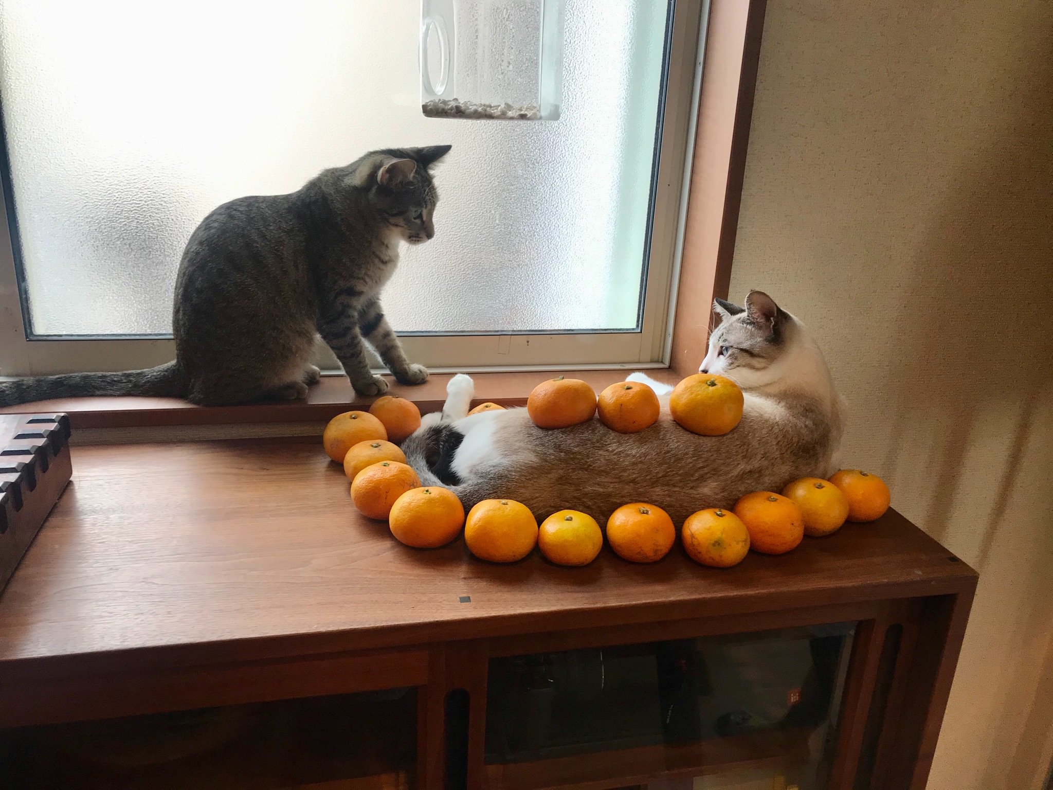 なみそ ハンズ博多店2 16 3 14 猫とみかんと坊ちゃん T Co Lqufj0wq0r Twitter