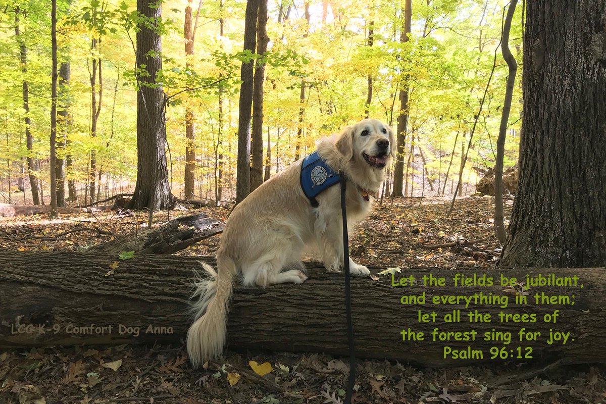 Enjoying the beauty of God’s creation on a sunny Fall day.🍁 #GodIsGood #AutumnLeaves #GoldenLife #SurroundedByNature    #SwanCreekMetropark #GoldenRetrievers  @comfortdogs