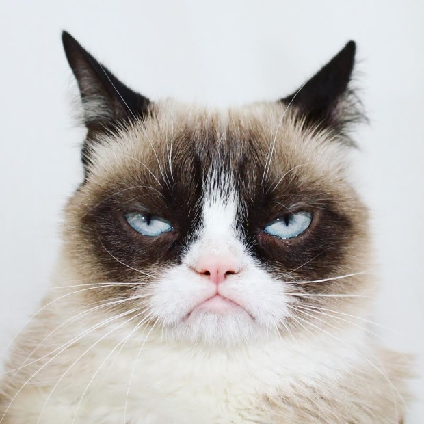 jphornbrook's tweet photo. favourite cat is displeased to be mentioned. https://t.co/XJEp8zCVNr
