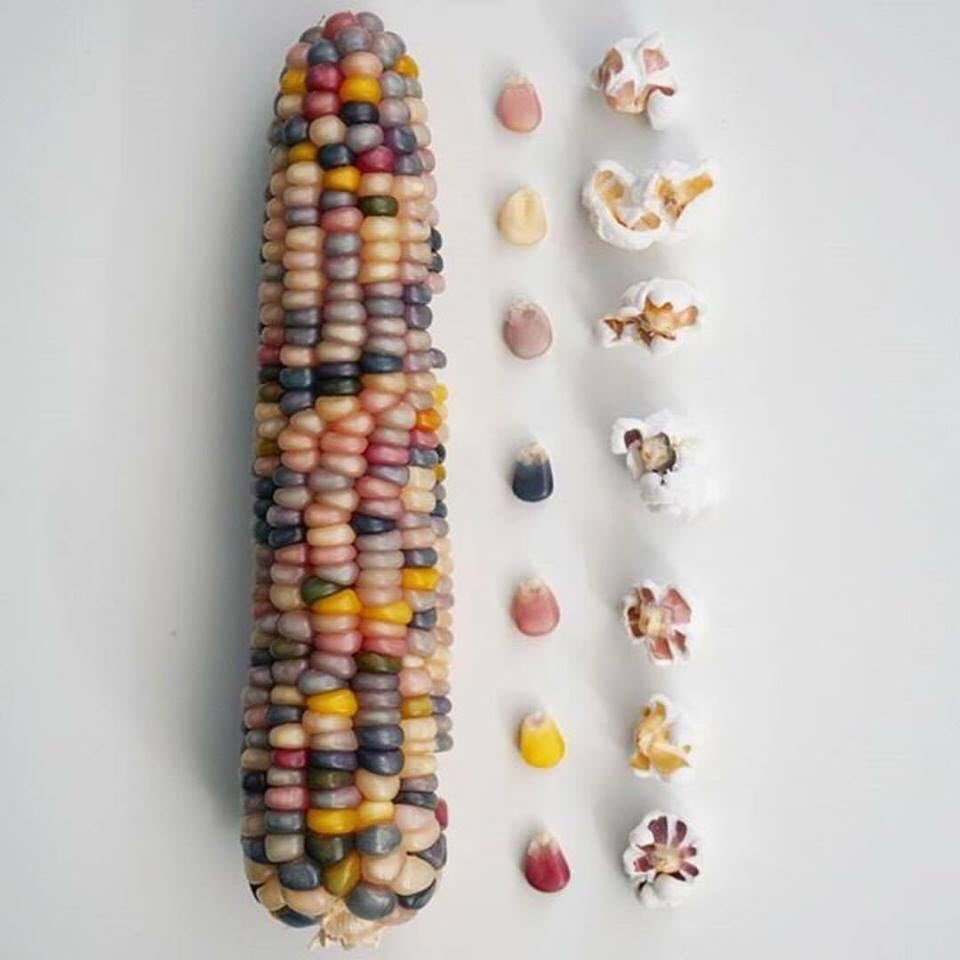 Channa Prakash S Tweet Rainbow Popcorn From Glass Gem Corn